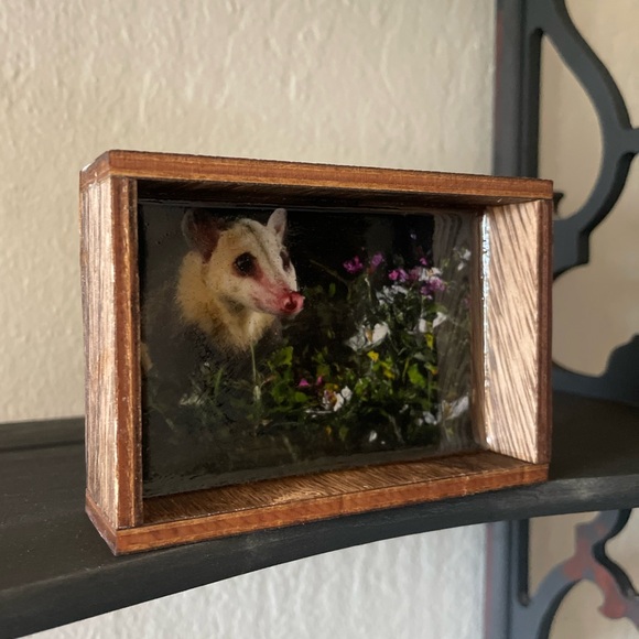 Possum image incased in resin I small wood frame box - Picture 3 of 3